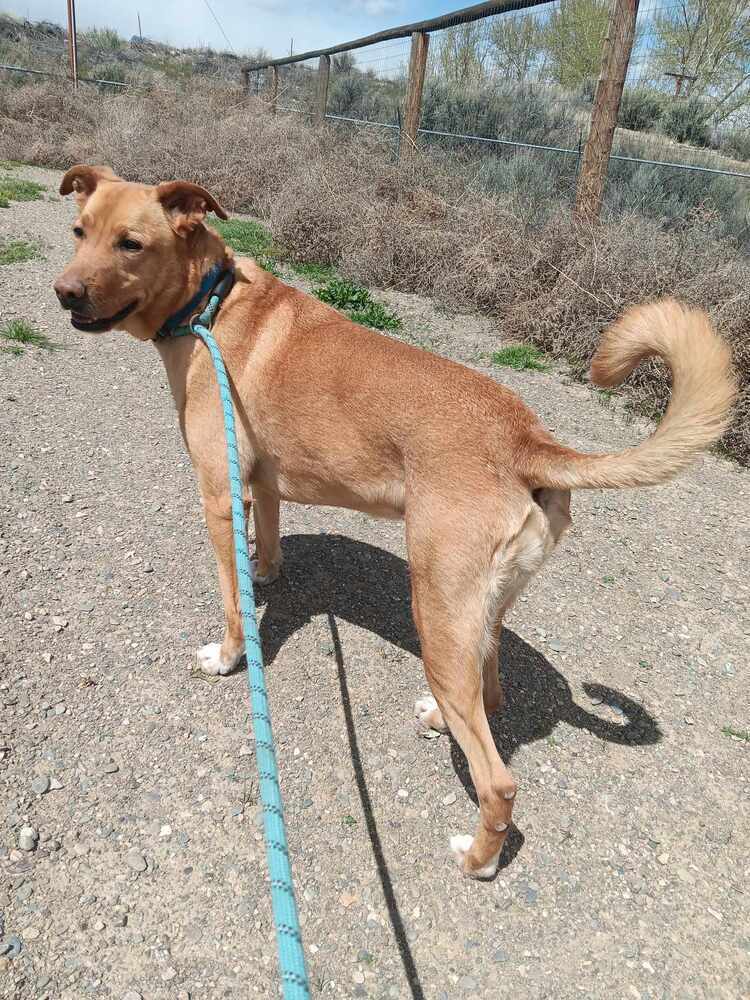 Cindy, an adoptable Labrador Retriever, Shepherd in Challis, ID, 83226 | Photo Image 2