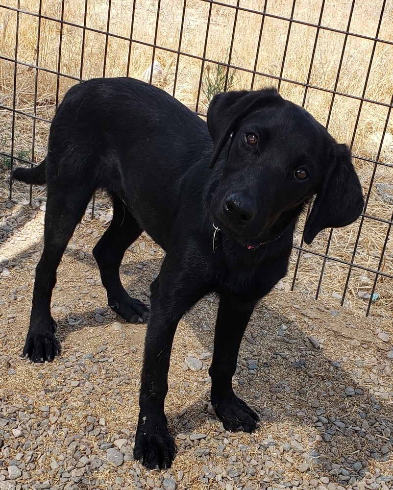 Ember, an adoptable Labrador Retriever in Challis, ID, 83226 | Photo Image 1