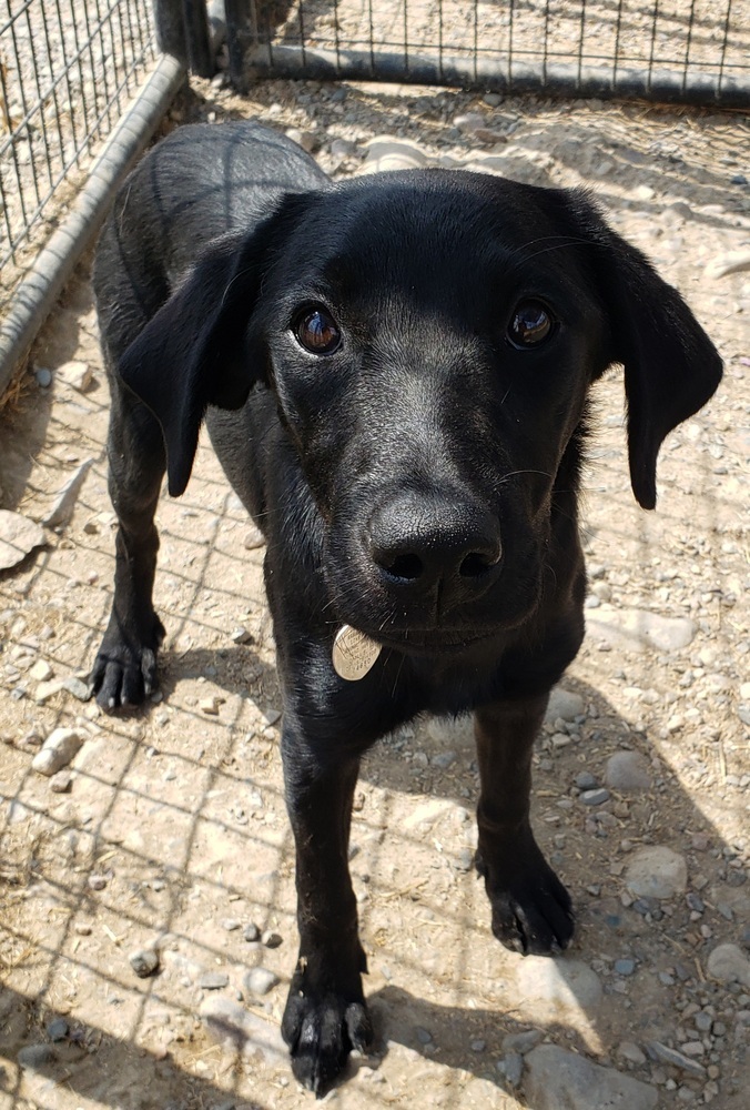 Ember, an adoptable Labrador Retriever in Challis, ID, 83226 | Photo Image 2