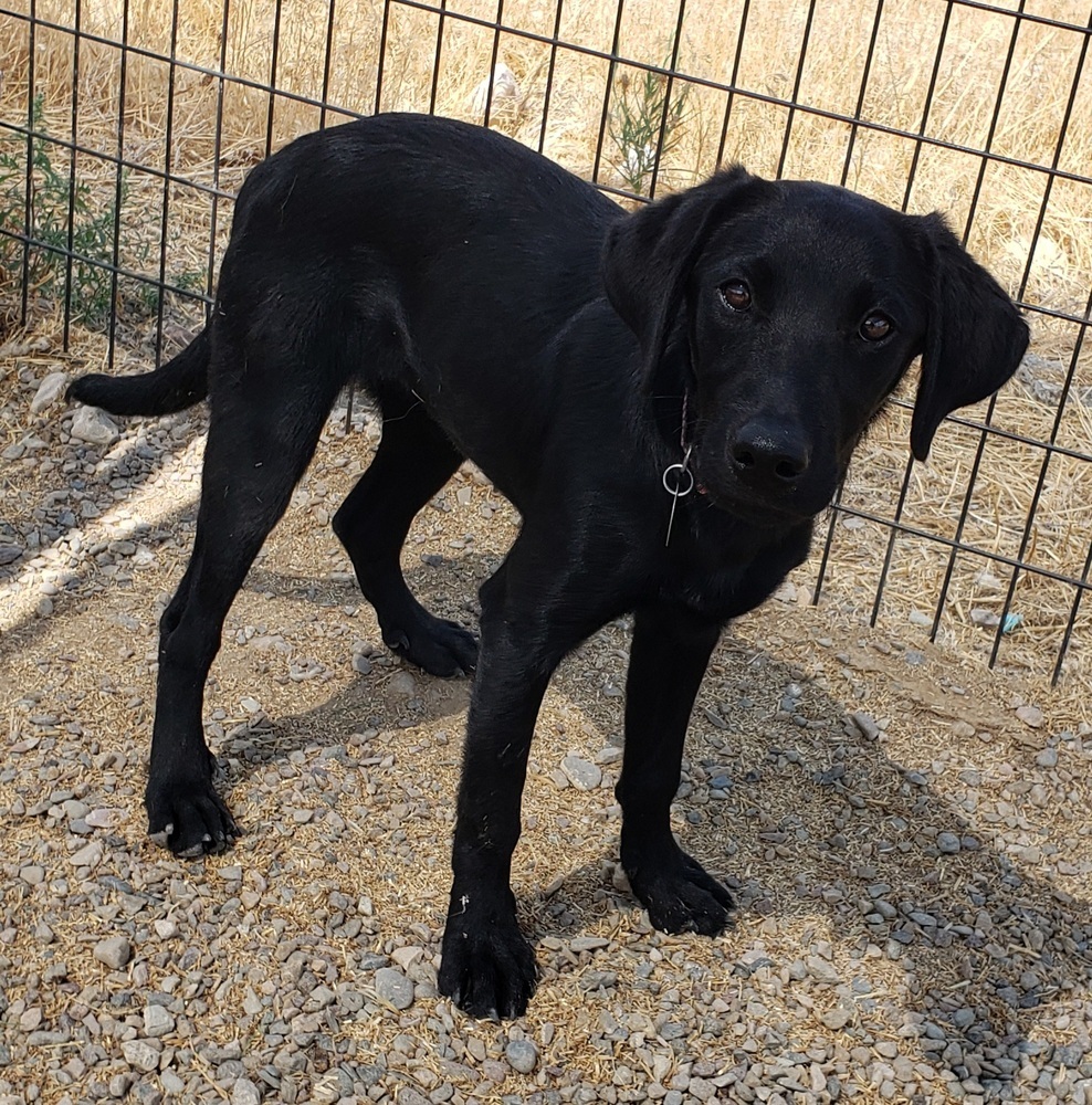 Ember, an adoptable Labrador Retriever in Challis, ID, 83226 | Photo Image 3