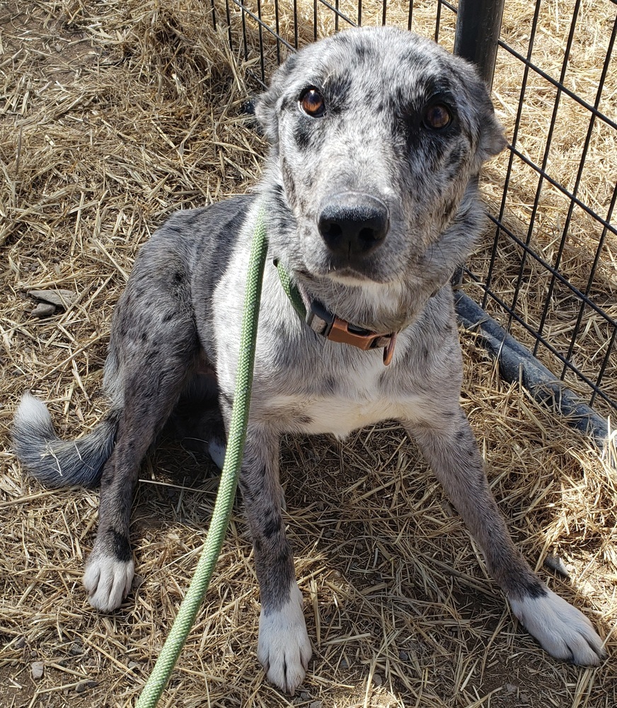 Raisin, an adoptable Border Collie, Australian Shepherd in Challis, ID, 83226 | Photo Image 2