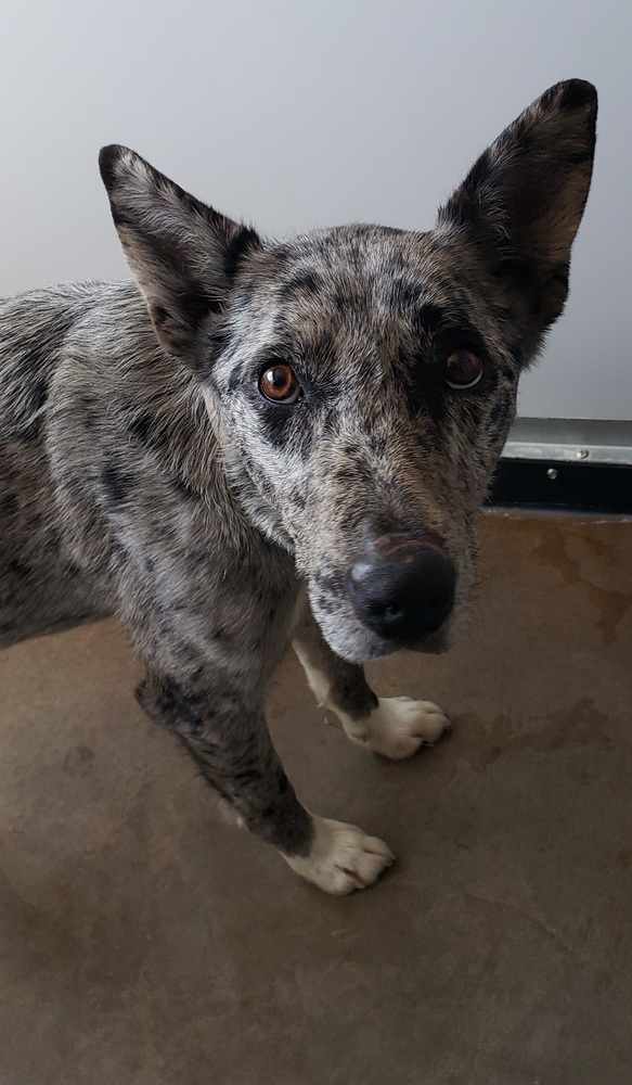 Raisin, an adoptable Border Collie, Australian Shepherd in Challis, ID, 83226 | Photo Image 3