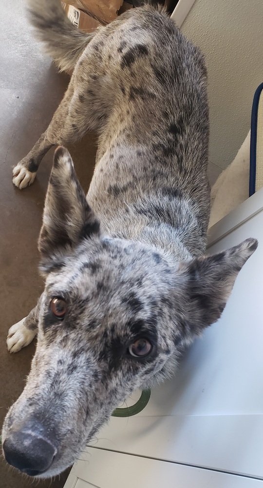 Raisin, an adoptable Border Collie, Australian Shepherd in Challis, ID, 83226 | Photo Image 5