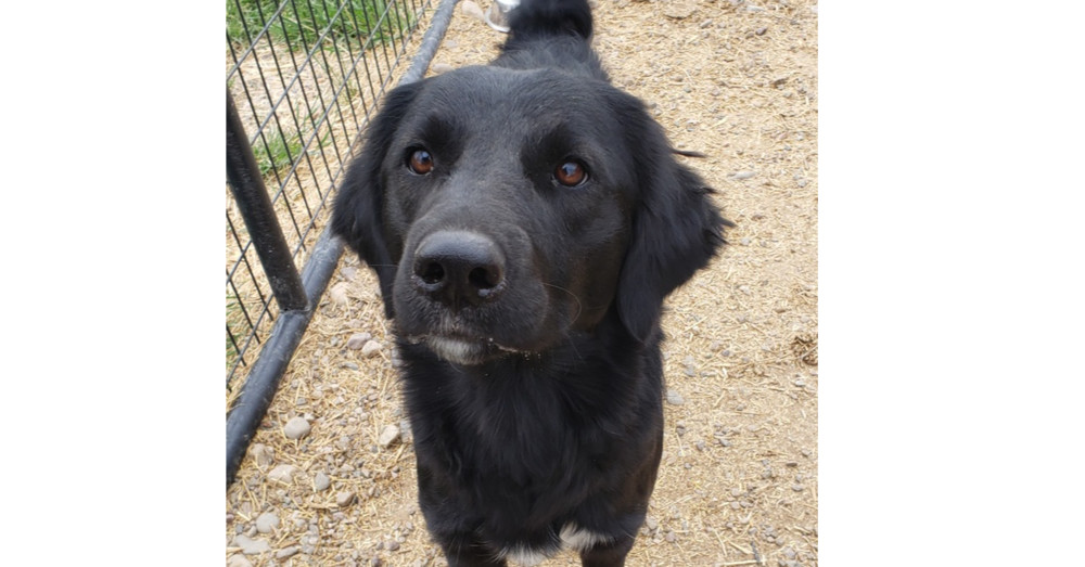 Trixie, an adoptable Border Collie in Challis, ID, 83226 | Photo Image 1