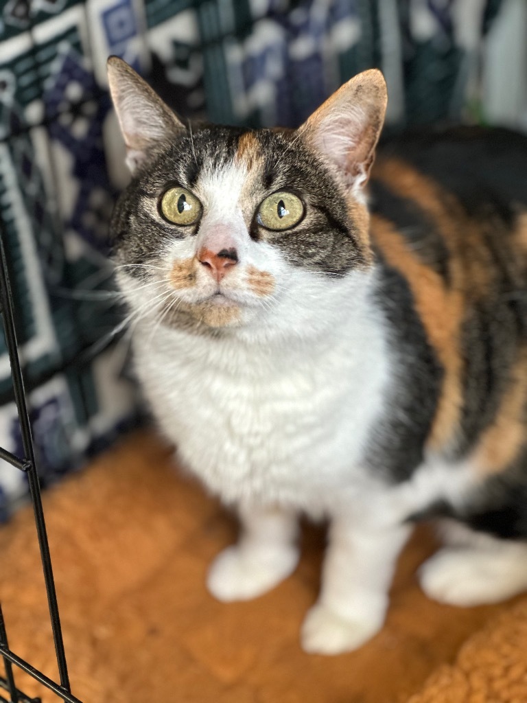 Debbie, an adoptable Domestic Short Hair in Cumberland, ME, 04021 | Photo Image 2