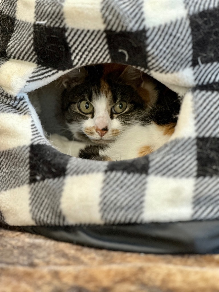 Debbie, an adoptable Domestic Short Hair in Cumberland, ME, 04021 | Photo Image 3