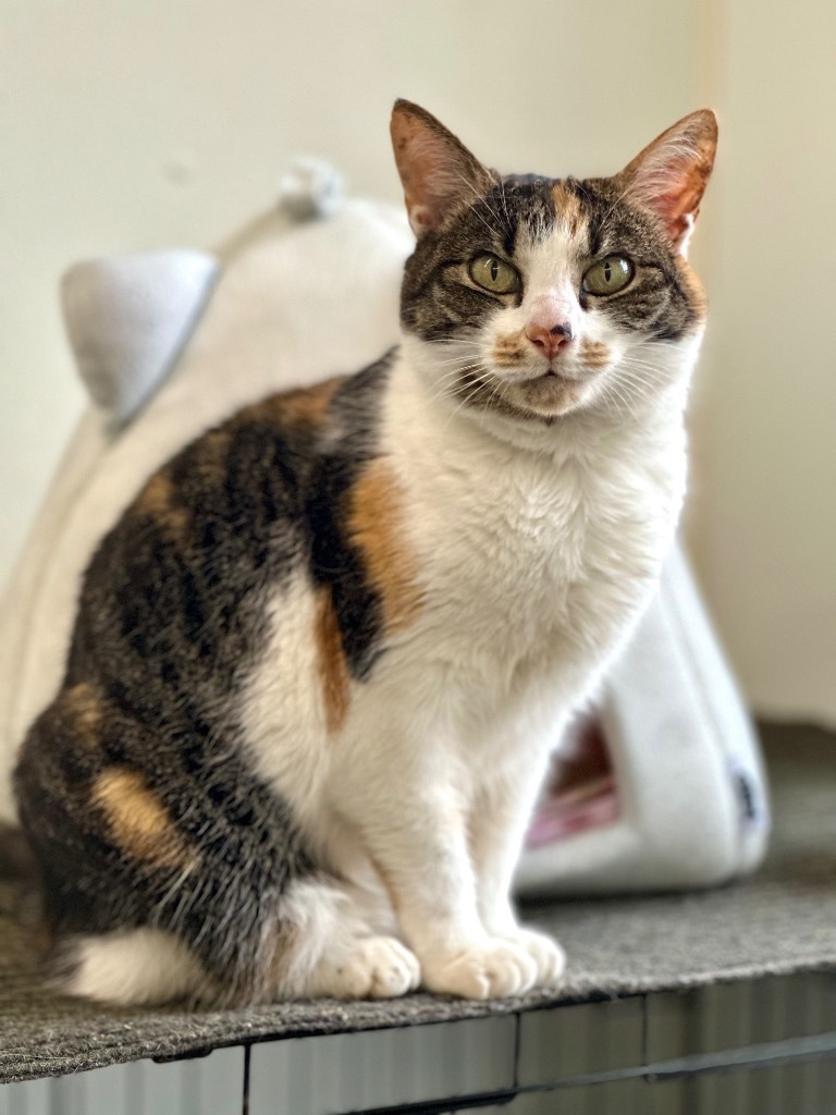 Debbie, an adoptable Domestic Short Hair in Cumberland, ME, 04021 | Photo Image 4