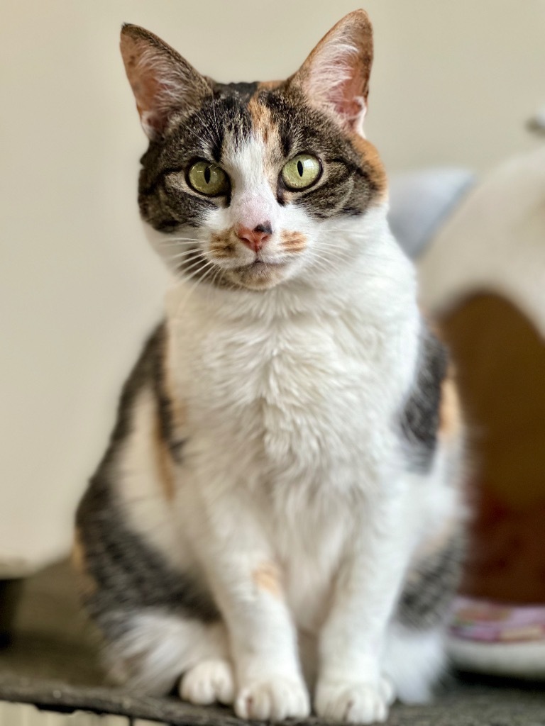 Debbie, an adoptable Domestic Short Hair in Cumberland, ME, 04021 | Photo Image 5