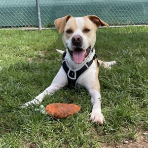 Max, Adult Male Pit Bull Terrier