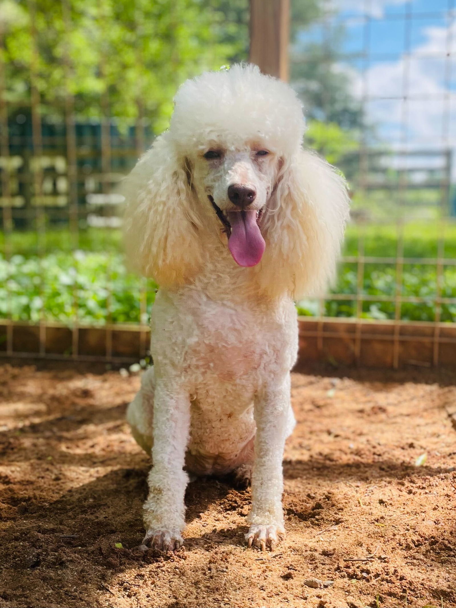 Shiloh Trixie Augu 24