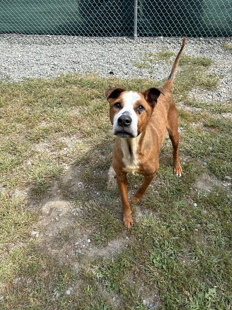 Depp, an adoptable Pit Bull Terrier in Trenton, ME, 04605 | Photo Image 1