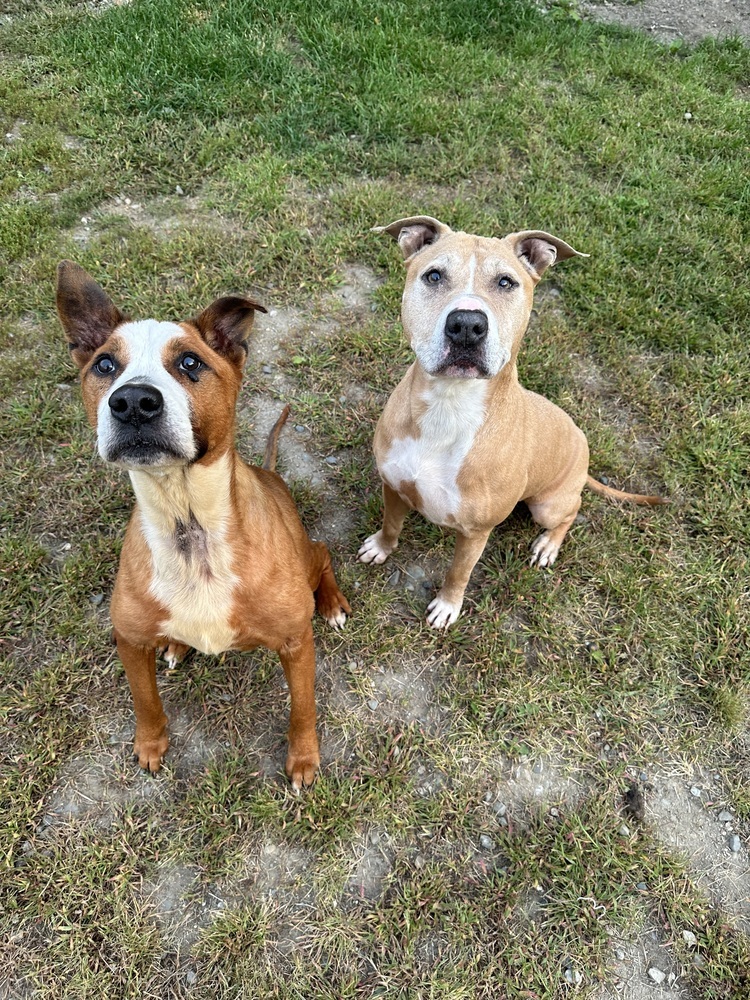 Depp, an adoptable Pit Bull Terrier in Trenton, ME, 04605 | Photo Image 2