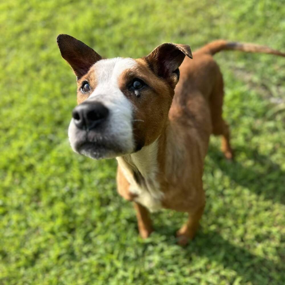 Depp, an adoptable Pit Bull Terrier in Trenton, ME, 04605 | Photo Image 3