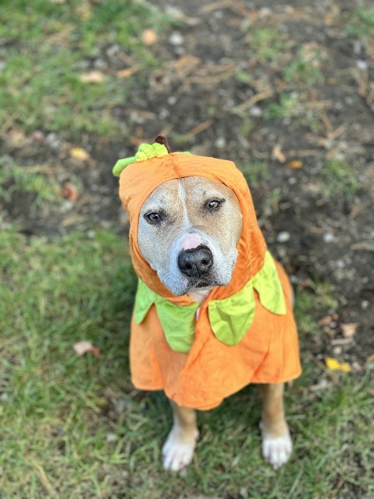 Loeb, an adoptable Pit Bull Terrier in Trenton, ME, 04605 | Photo Image 1