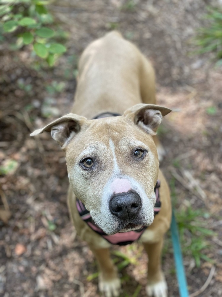 Loeb, an adoptable Pit Bull Terrier in Trenton, ME, 04605 | Photo Image 2