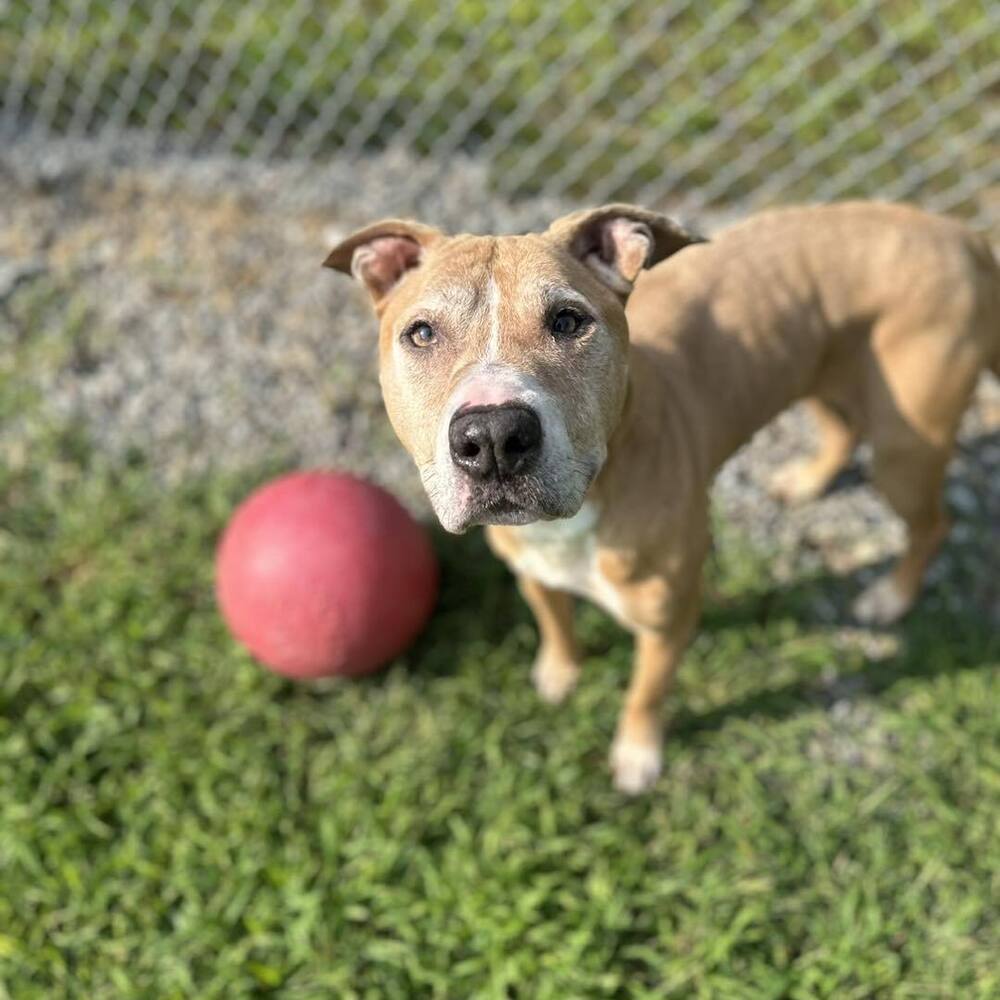 Loeb, an adoptable Pit Bull Terrier in Trenton, ME, 04605 | Photo Image 4