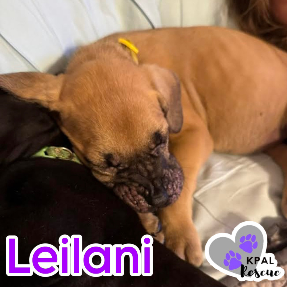 Leilani - Robinson Loop Litter, an adoptable Mixed Breed in Kenai, AK, 99611 | Photo Image 1