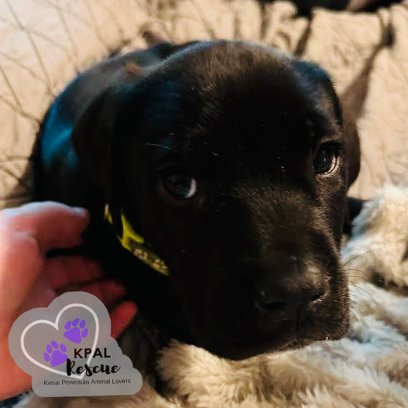 Hermosa - Robinson Loop Litter, an adoptable Mixed Breed in Kenai, AK, 99611 | Photo Image 1