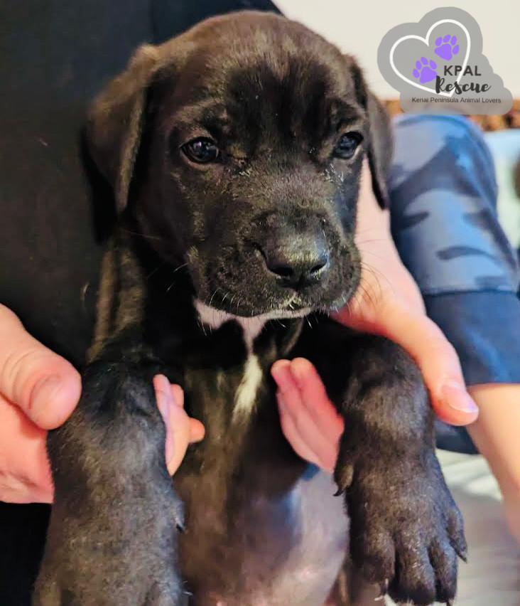 Swanson - Robinson Loop Litter, an adoptable Mixed Breed in Kenai, AK, 99611 | Photo Image 1