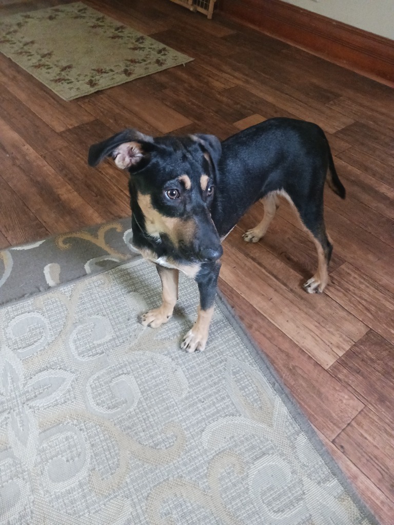 Nibbles, an adoptable Chihuahua, Mixed Breed in Saint James, MN, 56081 | Photo Image 1