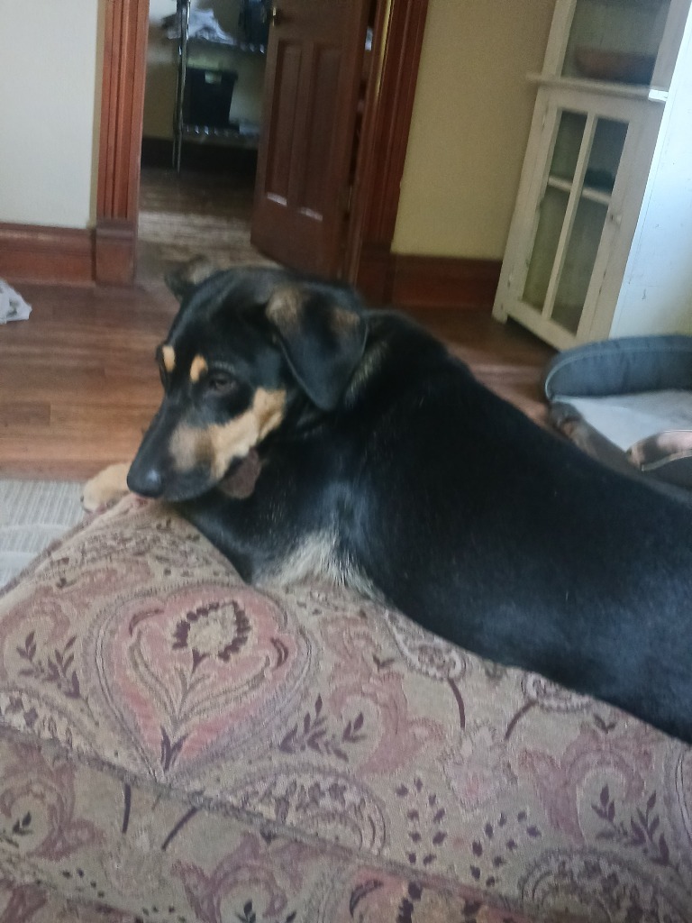 Nibbles, an adoptable Chihuahua, Mixed Breed in Saint James, MN, 56081 | Photo Image 3