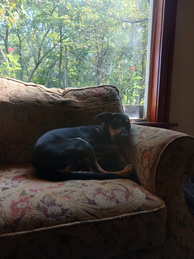 Nibbles, an adoptable Chihuahua, Mixed Breed in Saint James, MN, 56081 | Photo Image 5