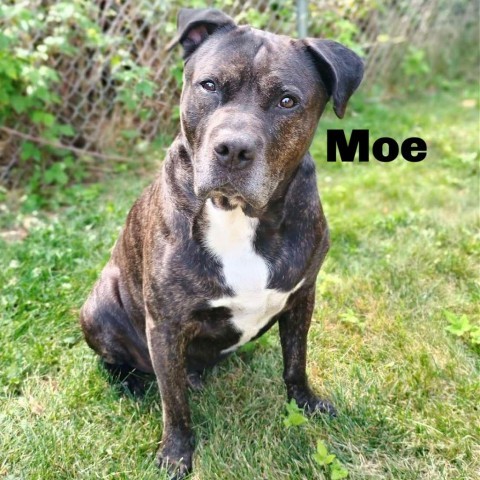 Moe 240598, an adoptable Mixed Breed in Escanaba, MI, 49829 | Photo Image 1