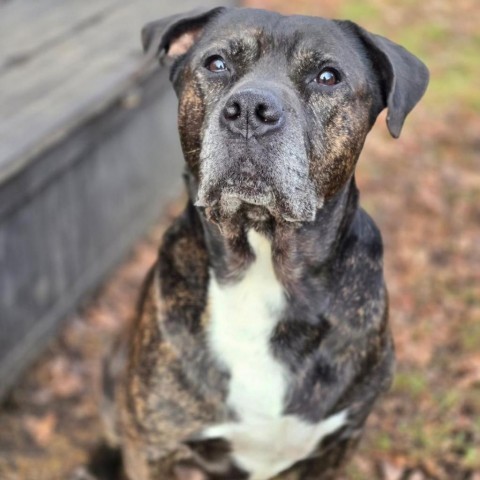 Moe 240598, an adoptable Mixed Breed in Escanaba, MI, 49829 | Photo Image 2