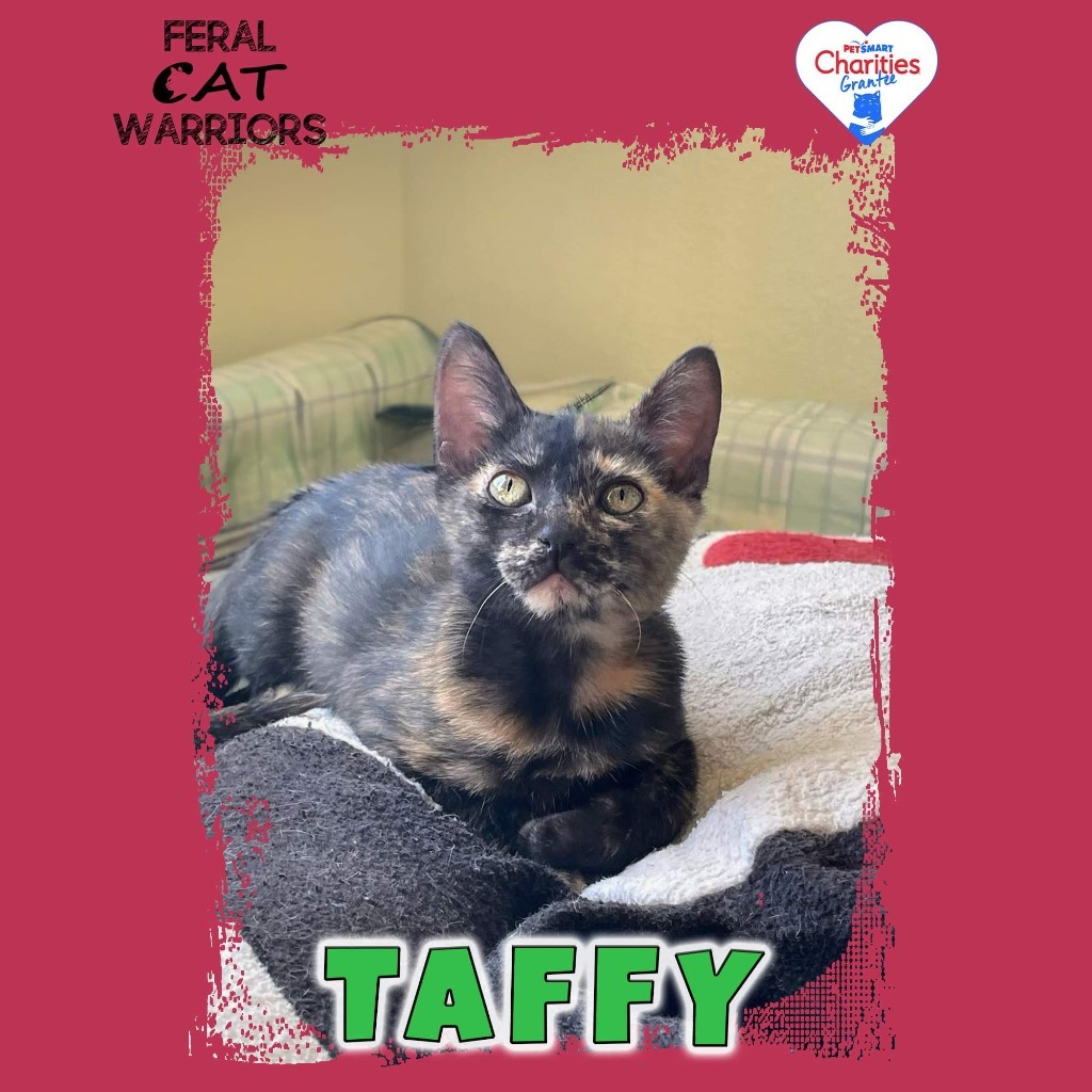 Taffy, an adoptable Domestic Short Hair in Kingman, AZ, 86401 | Photo Image 1