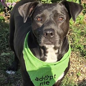 Tuskegee, Adult Female Mixed Breed