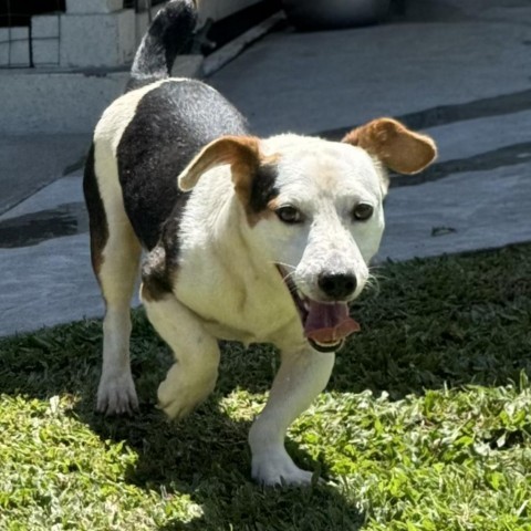 FURdinand (COH-A-10707), an adoptable Beagle, Dachshund in Keaau, HI, 96749 | Photo Image 1