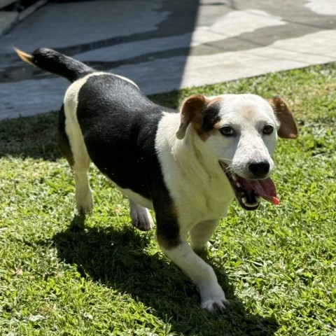 FURdinand (COH-A-10707), an adoptable Beagle, Dachshund in Keaau, HI, 96749 | Photo Image 2