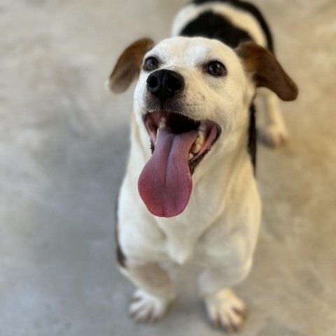 FURdinand (COH-A-10707), an adoptable Beagle, Dachshund in Keaau, HI, 96749 | Photo Image 3