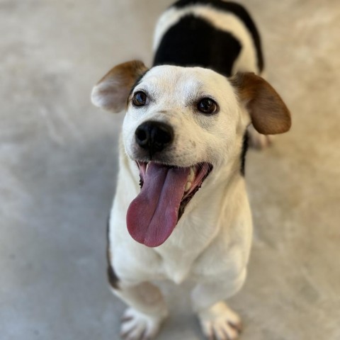 FURdinand (COH-A-10707), an adoptable Beagle, Dachshund in Keaau, HI, 96749 | Photo Image 4