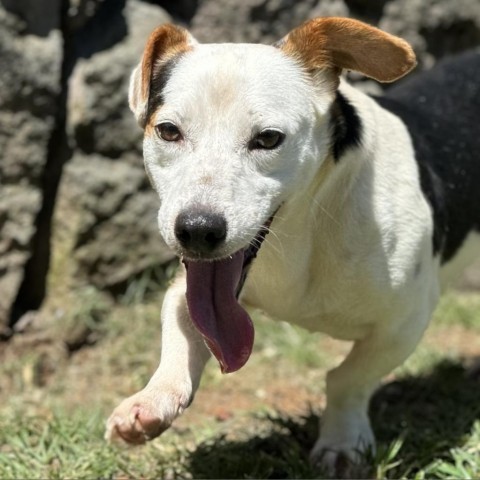 FURdinand (COH-A-10707), an adoptable Beagle, Dachshund in Keaau, HI, 96749 | Photo Image 5