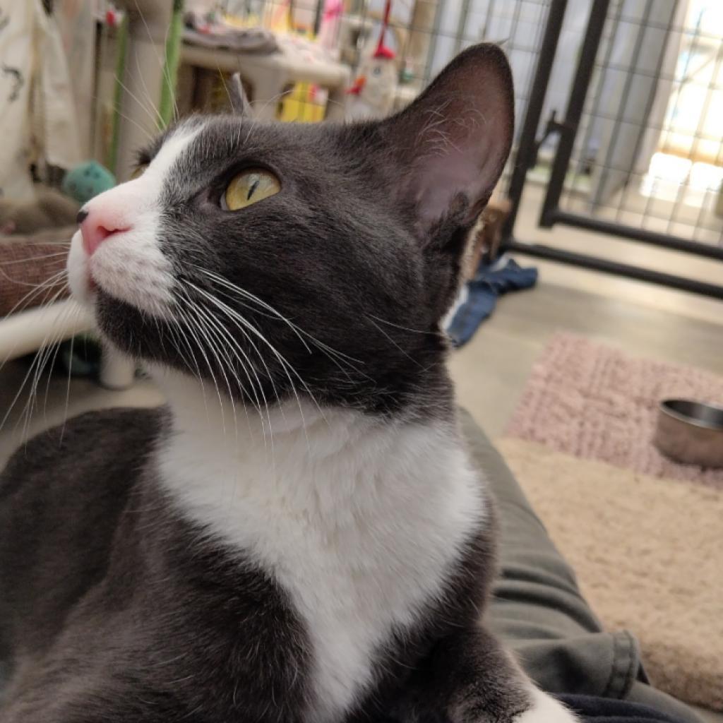 Graybeard, an adoptable Domestic Short Hair in Taos, NM, 87571 | Photo Image 1