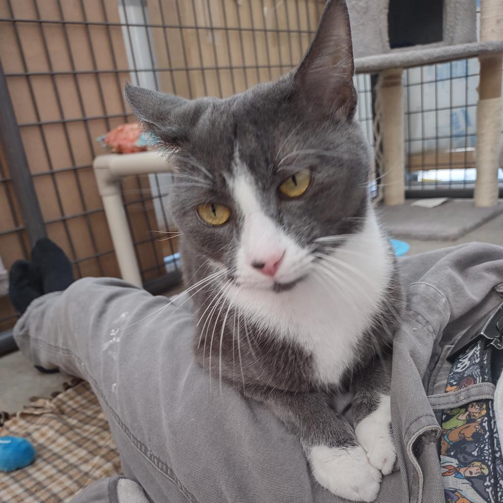 Graybeard, an adoptable Domestic Short Hair in Taos, NM, 87571 | Photo Image 2