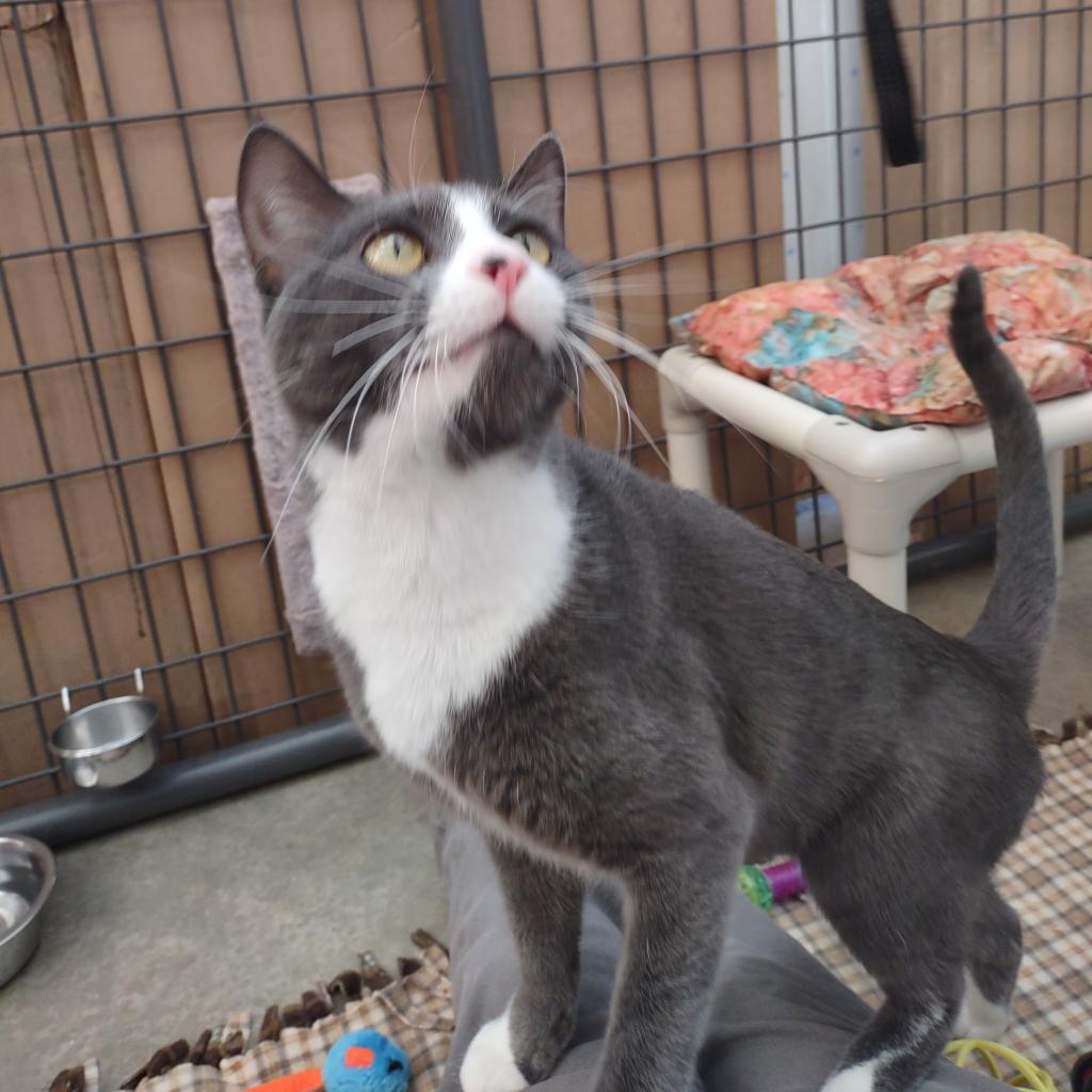 Graybeard, an adoptable Domestic Short Hair in Taos, NM, 87571 | Photo Image 3