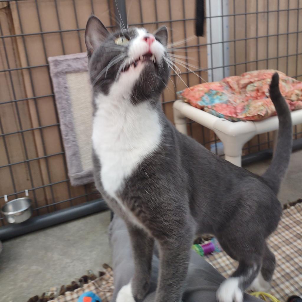 Graybeard, an adoptable Domestic Short Hair in Taos, NM, 87571 | Photo Image 4