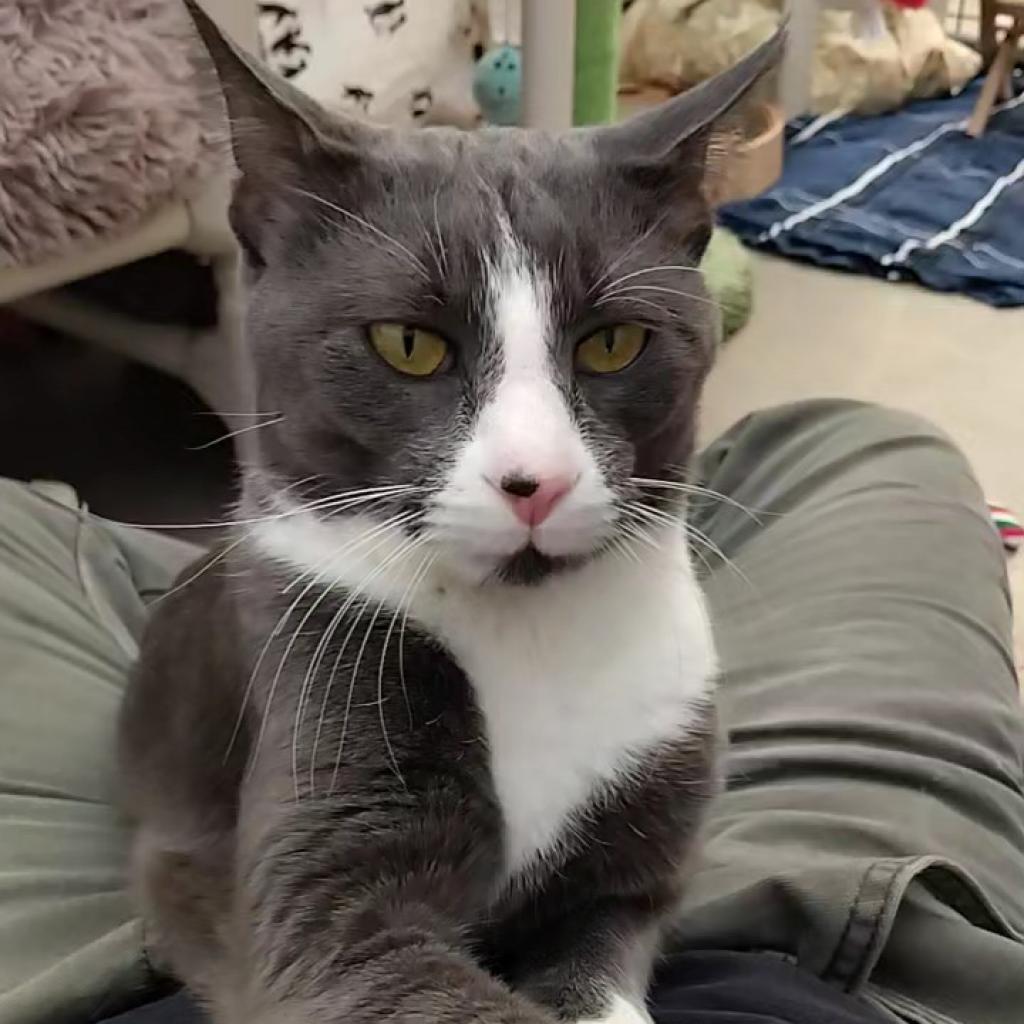 Graybeard, an adoptable Domestic Short Hair in Taos, NM, 87571 | Photo Image 5