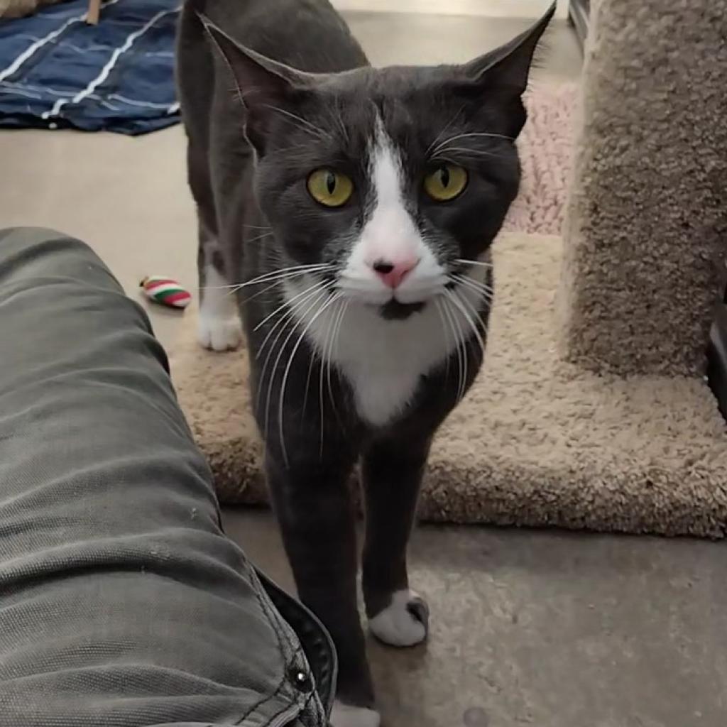 Graybeard, an adoptable Domestic Short Hair in Taos, NM, 87571 | Photo Image 6