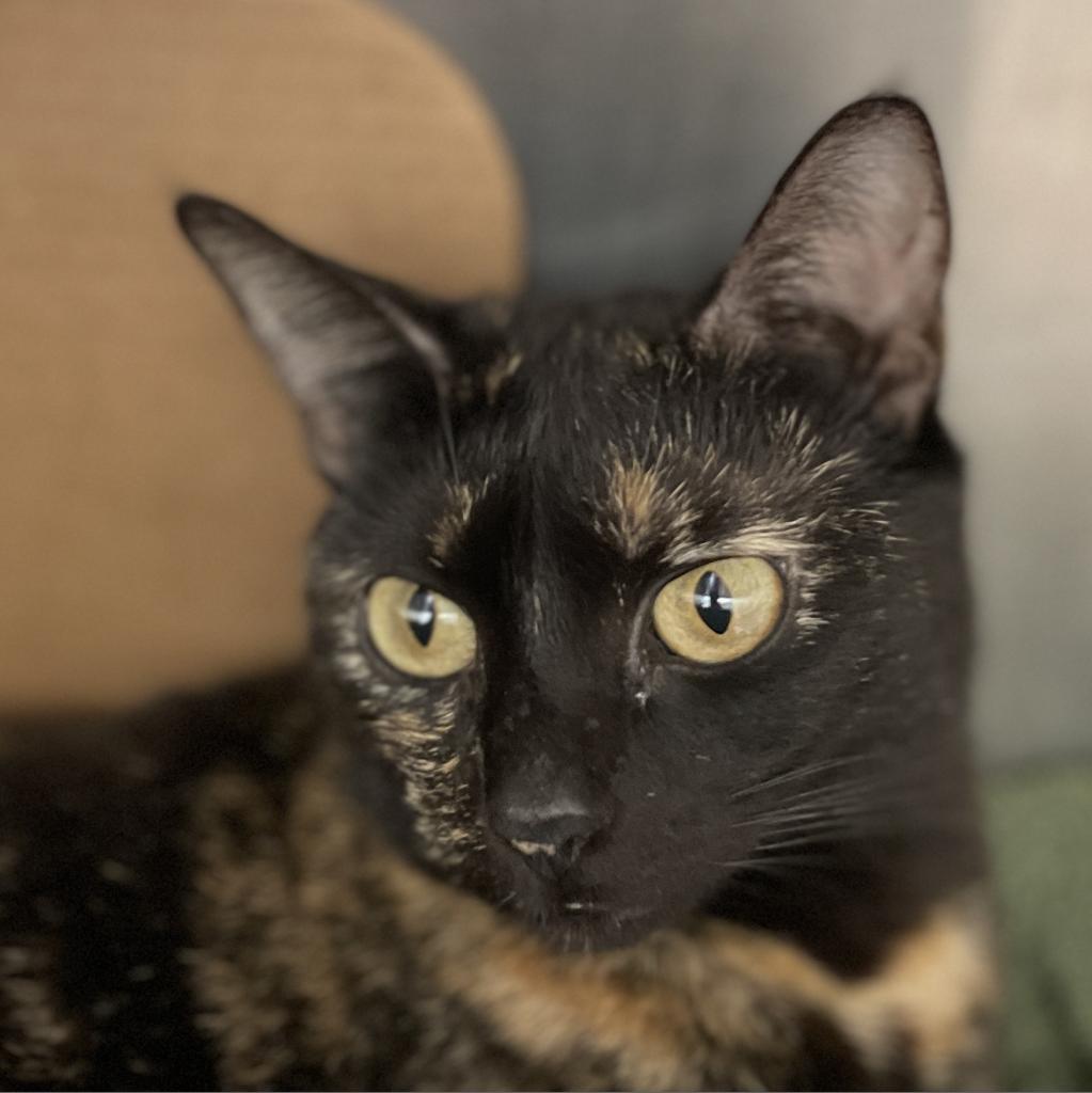 Lila Rose, an adoptable Domestic Short Hair in Santa Barbara, CA, 93111 | Photo Image 1