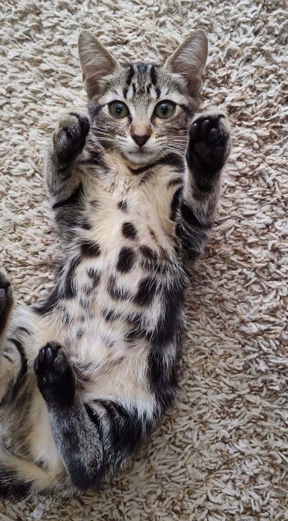 Cat for adoption Frank, a Domestic Short Hair Mix in Evans, GA