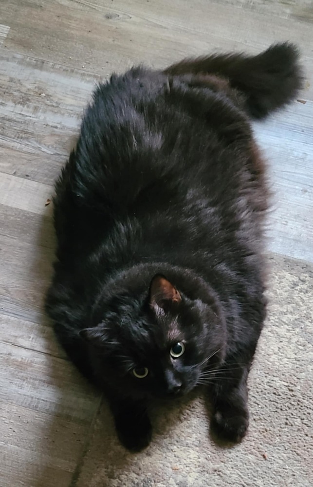 Shadow