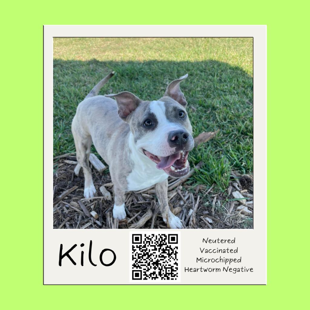 Kilo