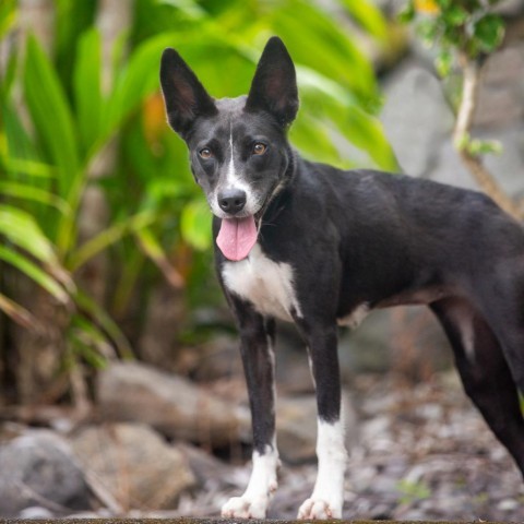 Breeze, an adoptable Mixed Breed in Kailua Kona, HI, 96740 | Photo Image 1