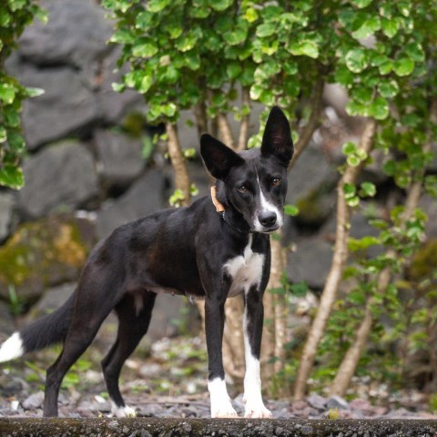 Breeze, an adoptable Mixed Breed in Kailua Kona, HI, 96740 | Photo Image 2