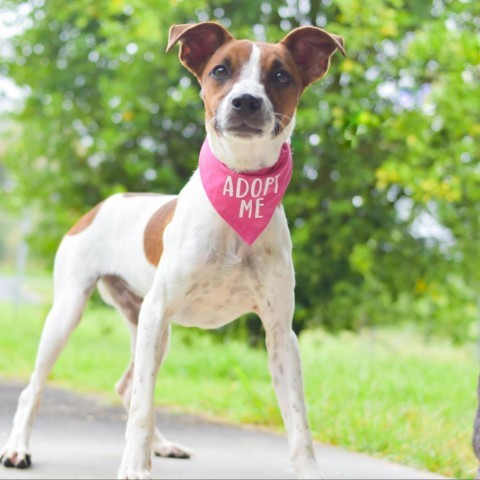 Penny, an adoptable Mixed Breed in Kailua Kona, HI, 96740 | Photo Image 1