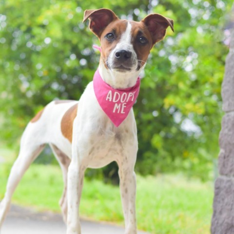 Penny, an adoptable Mixed Breed in Kailua Kona, HI, 96740 | Photo Image 2