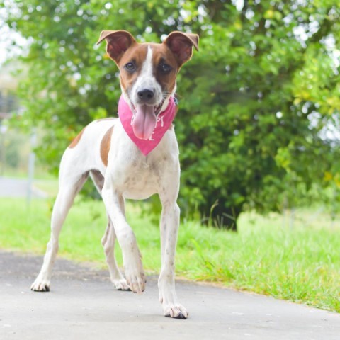 Penny, an adoptable Mixed Breed in Kailua Kona, HI, 96740 | Photo Image 3